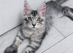 Milo Polydactyl sweet boy - Maine Coon Kitten For Sale - Grant Valkaria&comma; FL&comma; US