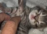 Mica of Dasha - Domestic Kitten For Sale - WI&comma; US