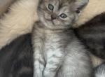 Scottish straight boy - Scottish Straight Kitten For Sale - 