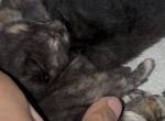 Poly Citrine of Topaz - Polydactyl Kitten For Sale - WI&comma; US