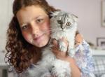 Blue Spotted Scottish fold longhair female - Scottish Fold Kitten For Sale - City Of Spokane Valley&comma; WA&comma; US