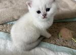 Scottish straight male white - Scottish Straight Kitten For Sale - 