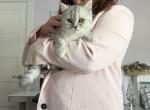 Blue spotted Scottish straight - Scottish Straight Kitten For Sale - 