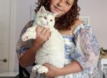 Scottish straight dilute calico girl - Scottish Straight Kitten For Sale - 