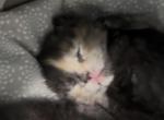 Amber of Topaz - Domestic Kitten For Sale - WI&comma; US