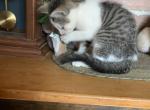 Hand raised male kitten - Ragdoll Kitten For Sale - East Earl&comma; PA&comma; US