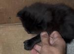 Poly Onxy of Opal - Polydactyl Kitten For Sale - WI&comma; US