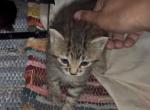 Celestine of Opal - Domestic Kitten For Sale - WI&comma; US