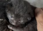 Poly Obsidian of Topaz - Polydactyl Kitten For Sale - WI&comma; US