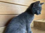 Zyla - American Shorthair Kitten For Sale - West Springfield&comma; MA&comma; US