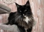 Gabby - Maine Coon Cat For Sale - Brighton&comma; CO&comma; US
