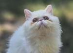 Sugar's Splash - Exotic Kitten For Sale - Conroe&comma; TX&comma; US