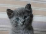 Russian Blue Kittens - Russian Blue Kitten For Sale - Rockford&comma; IL&comma; US