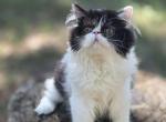 Sugar's girl - Exotic Kitten For Sale - Conroe&comma; TX&comma; US