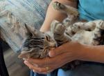 Poly Tiger Lily of Topaz        Twin of Marigold - Polydactyl Kitten For Sale - WI&comma; US