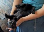 Poly Lavender of Topaz - Polydactyl Kitten For Sale - WI&comma; US