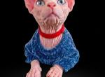 Honey - Sphynx Kitten For Sale - 