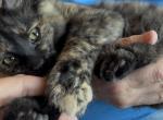 Poly Maine Coonish Ginger of Dasha - Polydactyl Kitten For Sale - WI&comma; US