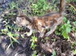 Cheetah - Tonkinese Kitten For Sale - Punta Gorda&comma; FL&comma; US