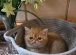 Red tabby male kitty - Exotic Kitten For Sale - Fort Loudon&comma; PA&comma; US