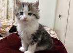 Orion - Maine Coon Kitten For Adoption - NY&comma; US
