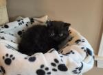 Black exotic short hair male - Exotic Kitten For Sale - Fort Loudon&comma; PA&comma; US