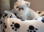 Himalayan kitty - Himalayan Kitten For Sale - Fort Loudon&comma; PA&comma; US