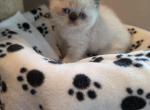 Exotic short hair kitty - Exotic Kitten For Sale - Fort Loudon&comma; PA&comma; US