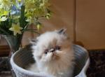 Chocolate himalayan kitten - Himalayan Kitten For Sale - Fort Loudon&comma; PA&comma; US