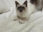 Sweet Ragdoll girl for adoption - Ragdoll Kitten For Sale - 