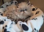 Gorgeous kitty - Himalayan Kitten For Sale - Fort Loudon&comma; PA&comma; US