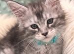 Mint - Maine Coon Kitten For Sale - Fayetteville&comma; TN&comma; US
