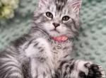 Pink - Maine Coon Kitten For Sale - 