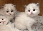 Baby Ragdoll - Ragdoll Kitten For Sale - City Industry&comma; CA&comma; US