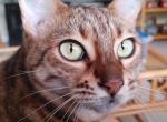 Maya - Bengal Cat For Adoption - 