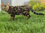 Beautiful Brown Marbled Bengal Kitten - Bengal Kitten For Sale - NY&comma; US