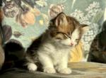Cutie  Dollface Persian - Persian Kitten For Sale - 