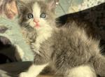 Blueboy - Persian Kitten For Sale - Temecula&comma; CA&comma; US