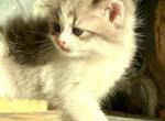 CottonCandy Dollface Persian - Persian Kitten For Sale - Temecula&comma; CA&comma; US