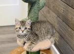 Black brown spotted Scottish straight boy - Scottish Straight Kitten For Sale - City Of Spokane Valley&comma; WA&comma; US