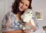 Scottish fold longhair blue bicolor girl - Scottish Fold Kitten For Sale - City Of Spokane Valley&comma; WA&comma; US