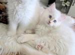 Annies boys - Ragdoll Kitten For Sale - Nixa&comma; MO&comma; US