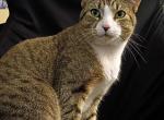 Leo - Domestic Kitten For Sale - Lake Wales&comma; FL&comma; US