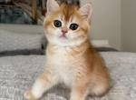 Pumpkin - British Shorthair Kitten For Sale - Vancouver&comma; WA&comma; US