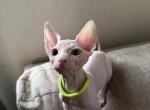 Donald - Sphynx Kitten For Adoption - CA&comma; US