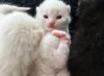 Casper - Domestic Kitten For Adoption - Stanton&comma; CA&comma; US