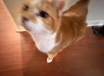 Pumpkin - Domestic Cat For Sale - Orange City&comma; FL&comma; US