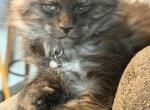 Blue Smoke with White Maine Coon Kittens - Maine Coon Kitten For Sale - North Las Vegas&comma; NV&comma; US
