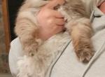 Chocolate male - Persian Kitten For Sale - Gladstone&comma; VA&comma; US