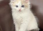 Pure Ragdoll Kitten male Kim - Ragdoll Kitten For Adoption - 